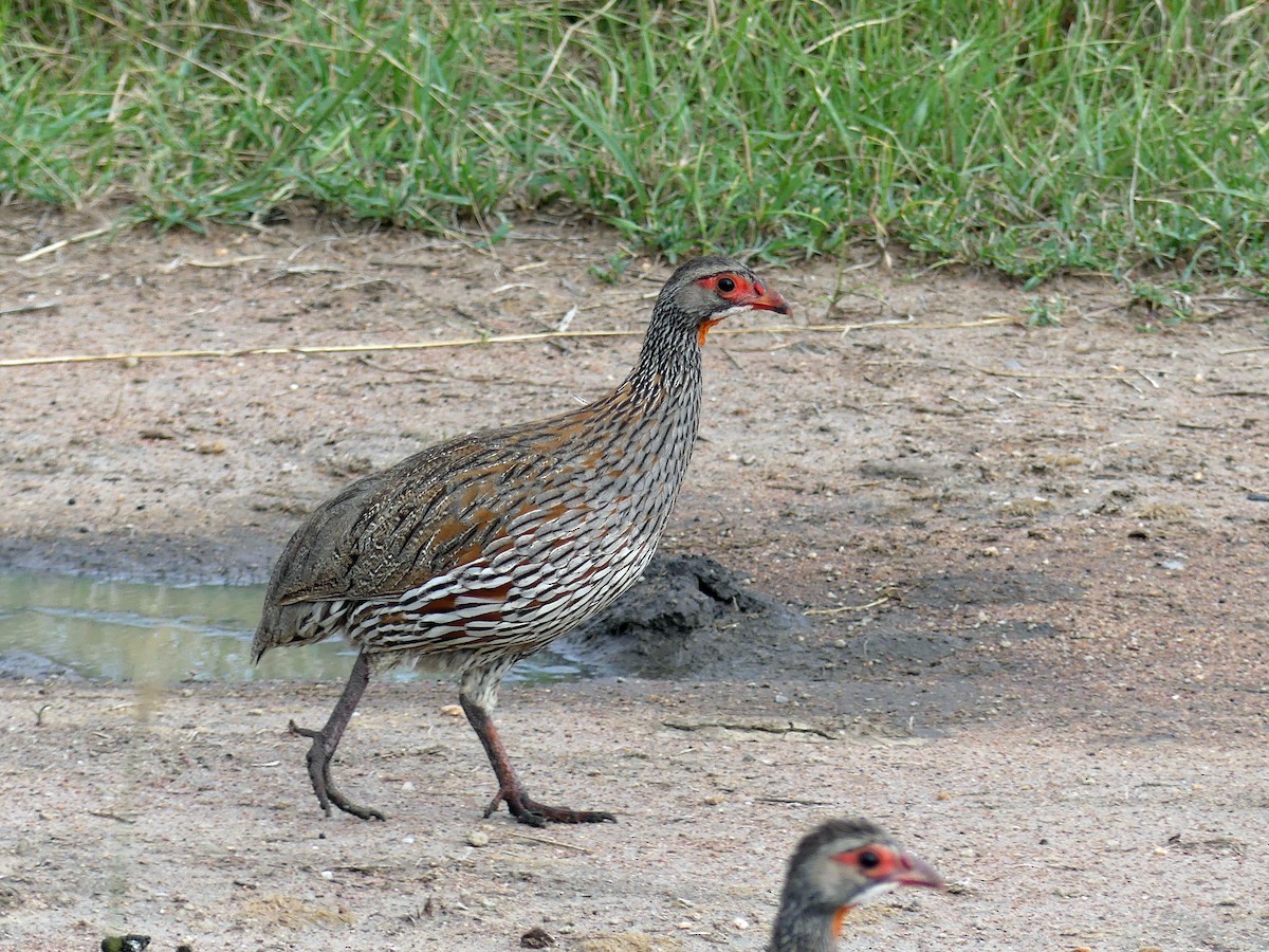 Gray-breasted Spurfowl - ML639553595