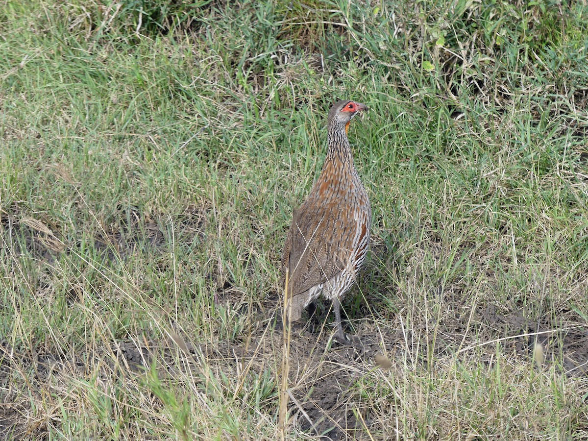 Gray-breasted Spurfowl - ML639553596