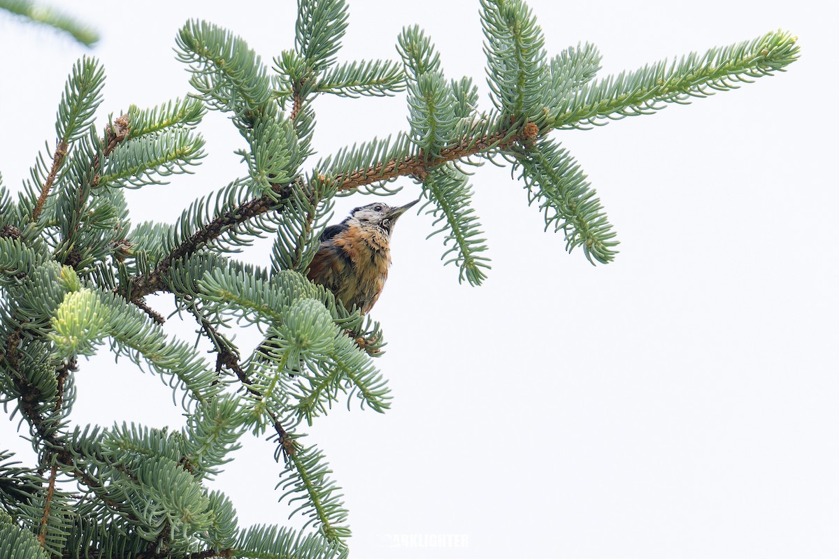 Przevalski's Nuthatch - ML639553598