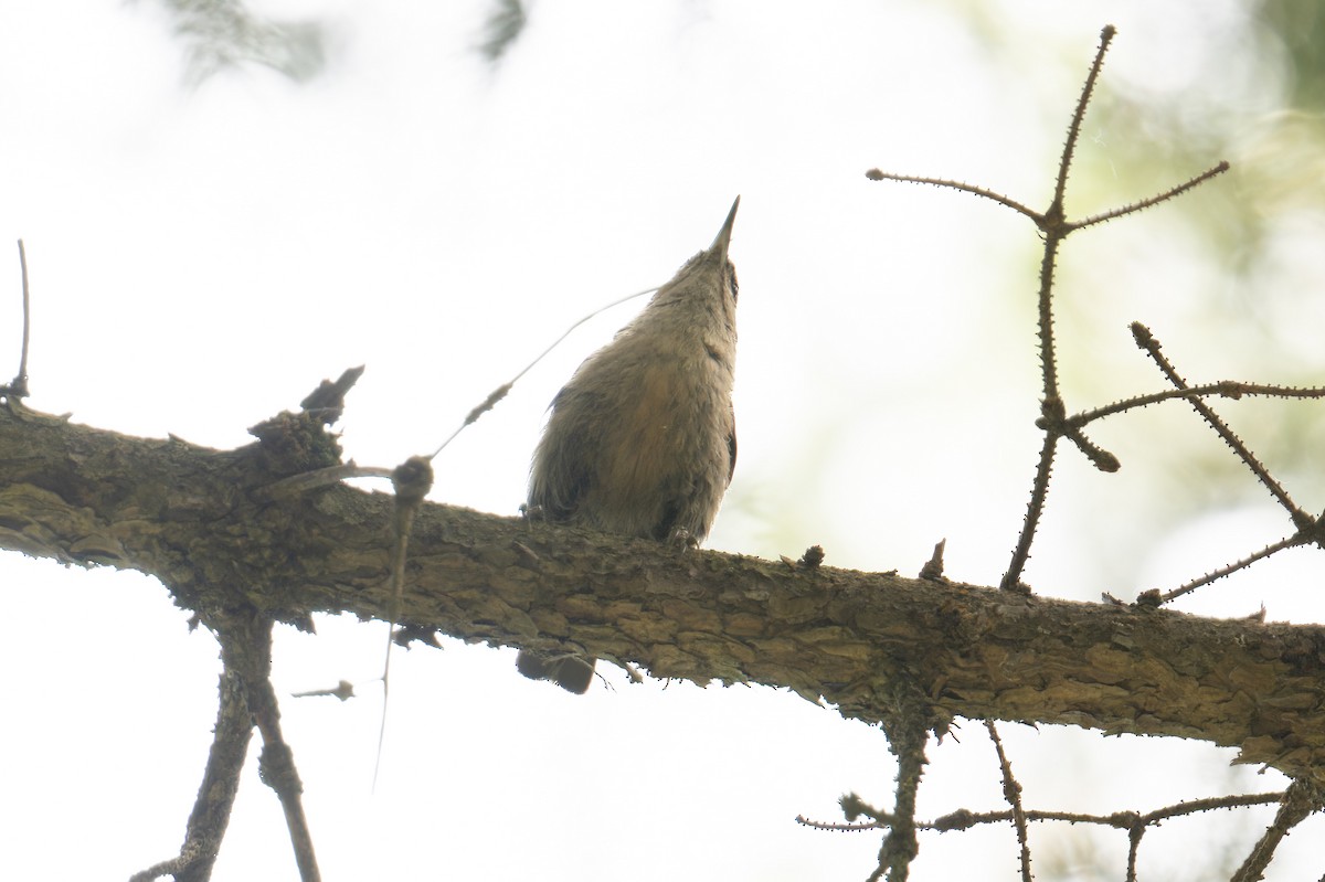 Snowy-browed Nuthatch - ML639553599