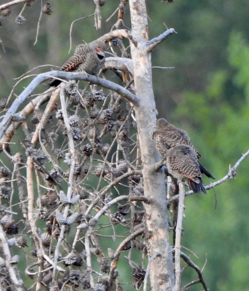 Northern Flicker - ML639553602