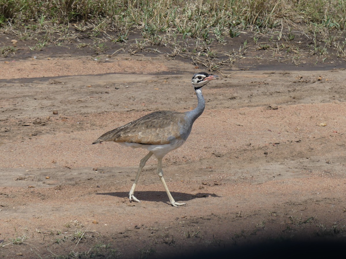 White-bellied Bustard - ML639553605
