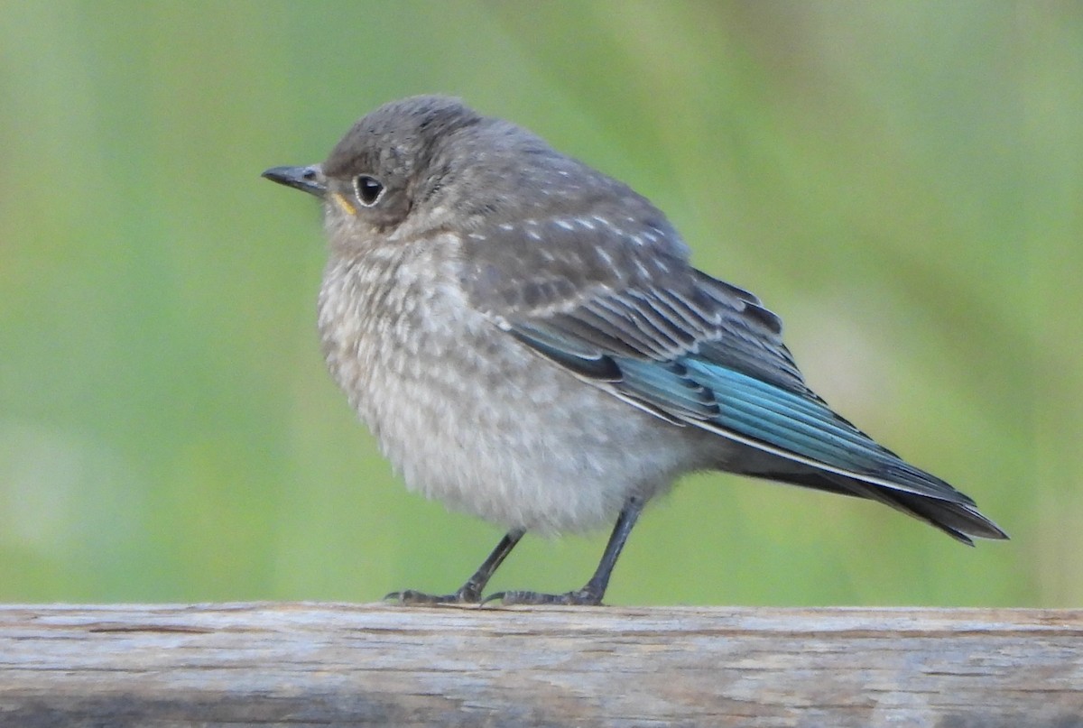 Mountain Bluebird - ML639553608