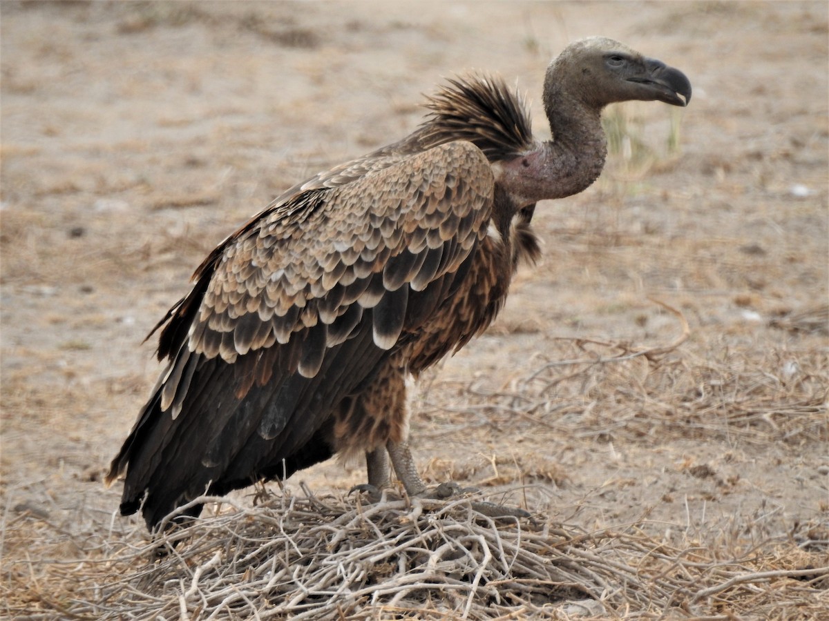 Rüppell's Griffon - ML639553609