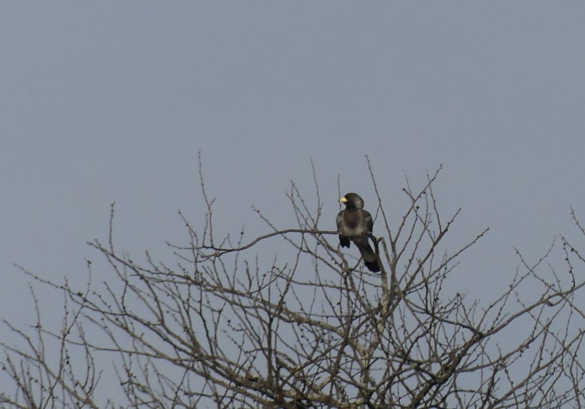 Eastern Plantain-eater - ML639553610