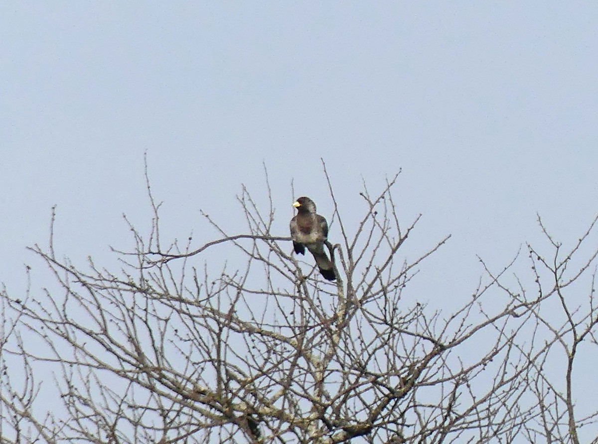 Eastern Plantain-eater - ML639553611