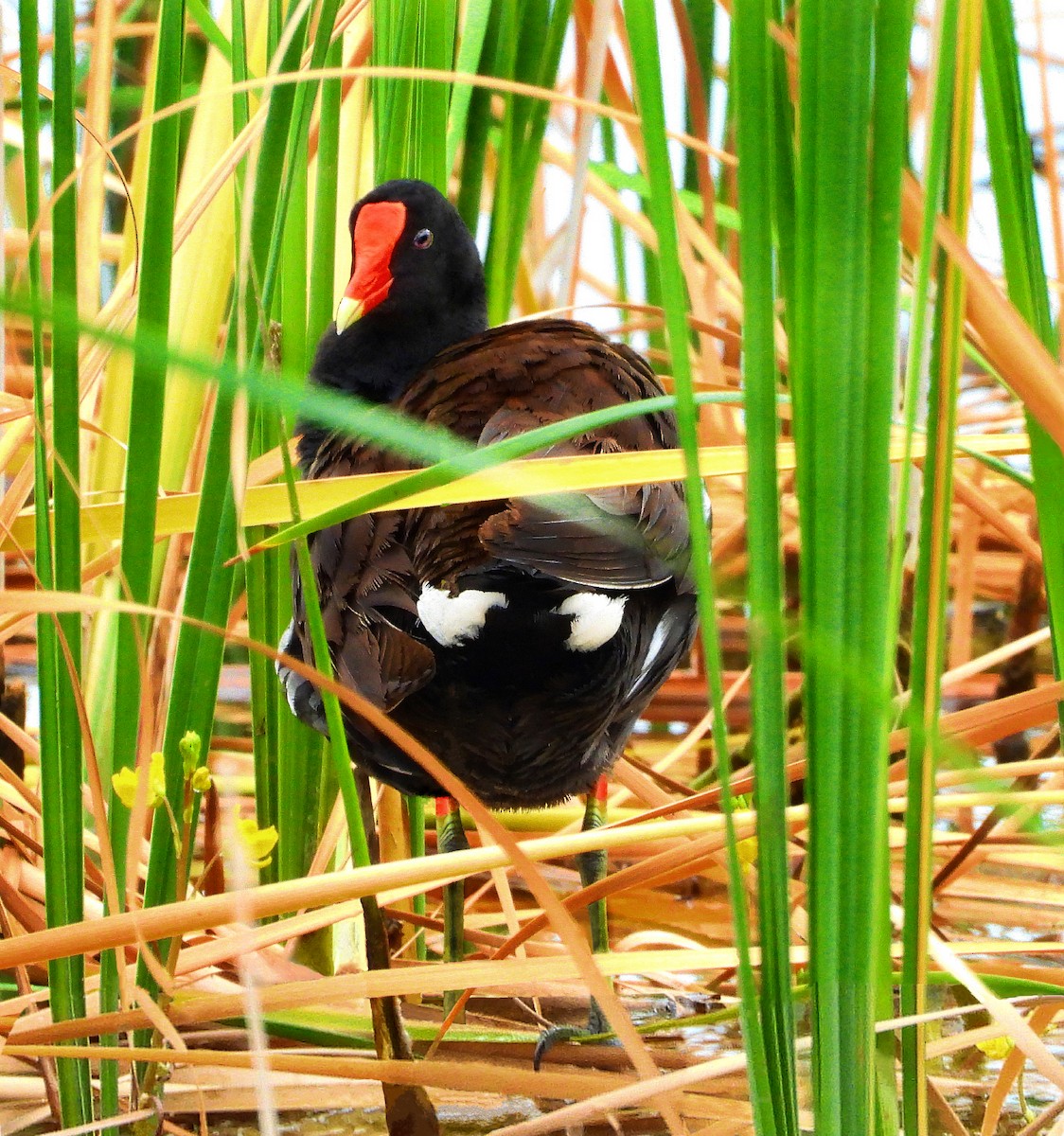 Common Gallinule - ML639553613