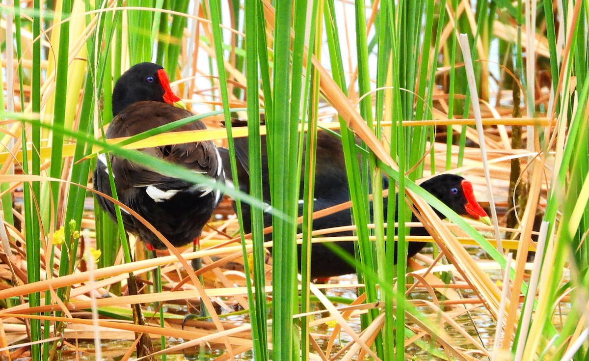 Common Gallinule - ML639553615