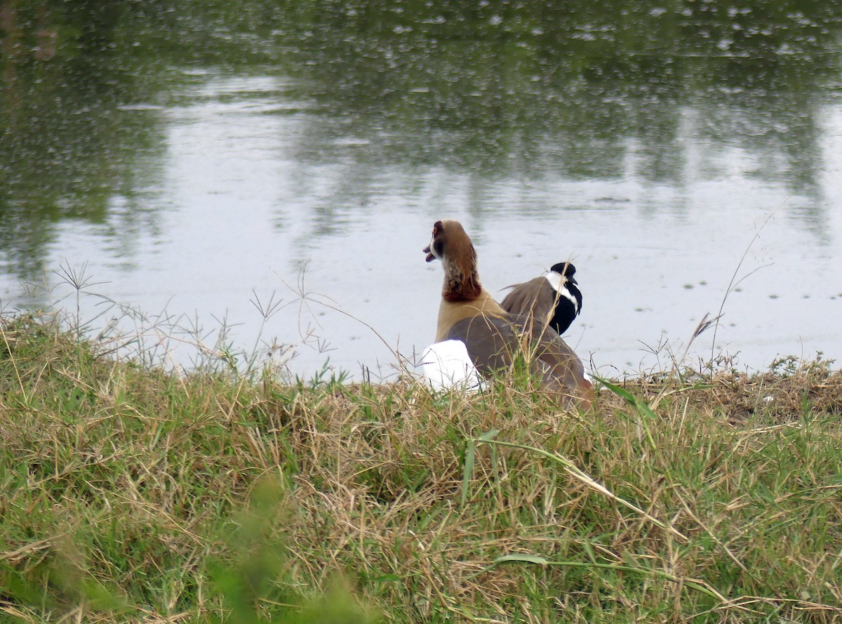 Spur-winged Lapwing - ML639553616