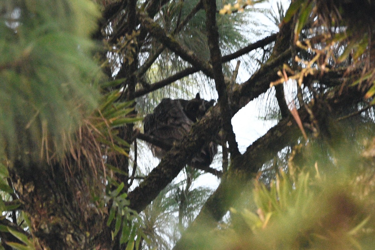 Stygian Owl - ML639553624