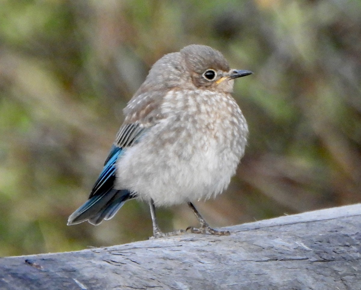 Mountain Bluebird - ML639553626