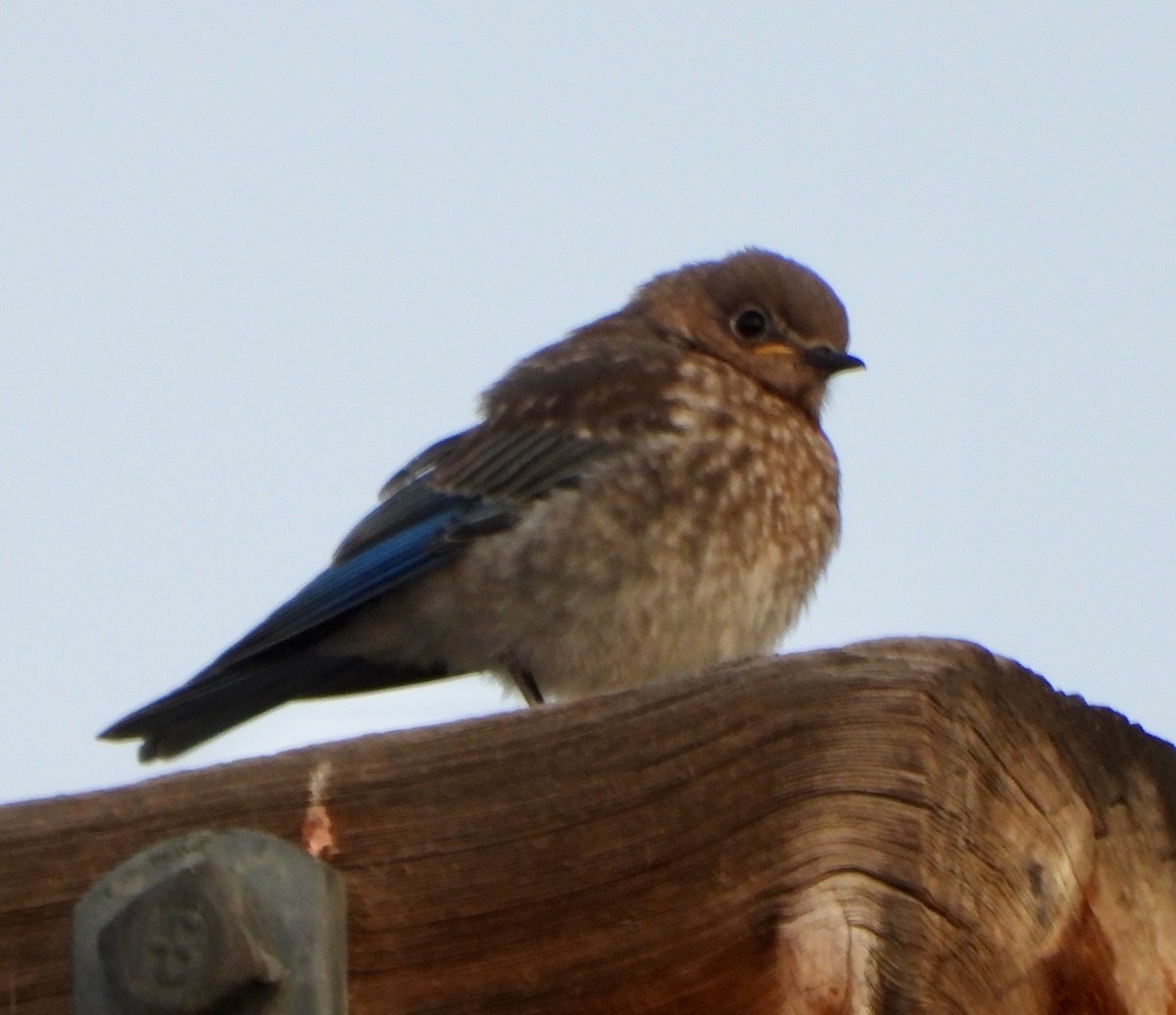 Mountain Bluebird - ML639553627