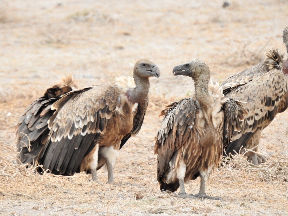 Rüppell's Griffon - ML639553628