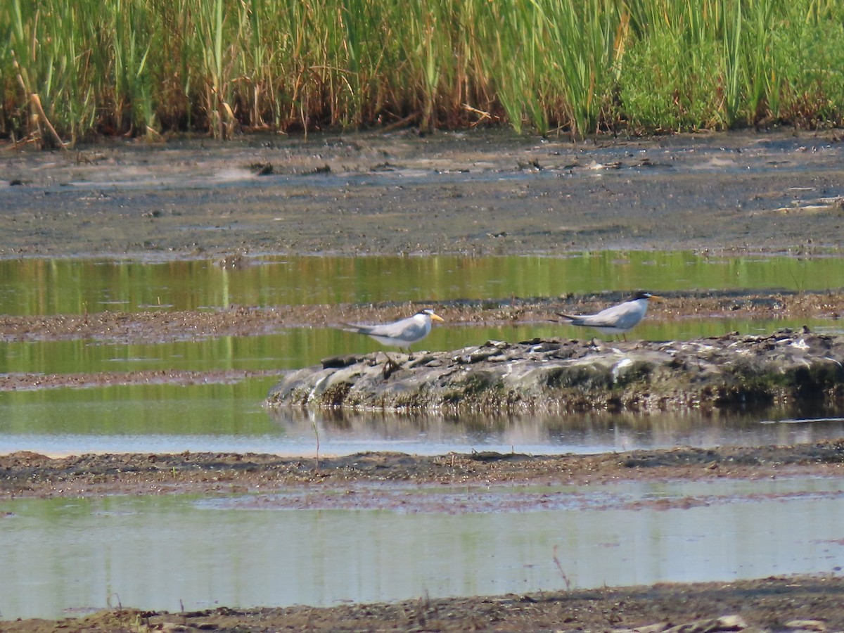Least Tern - ML639553654