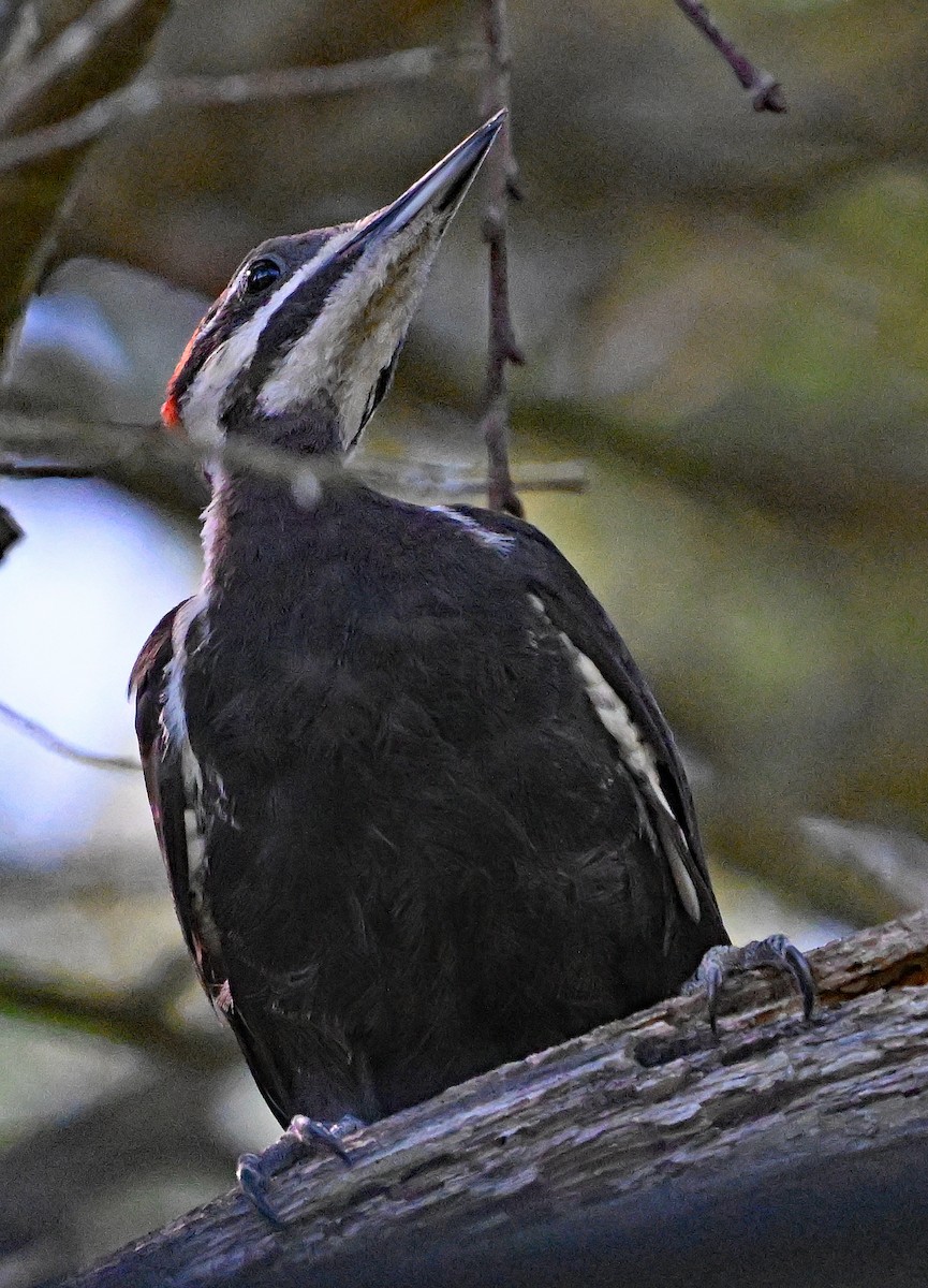 Pileated Woodpecker - ML639553656