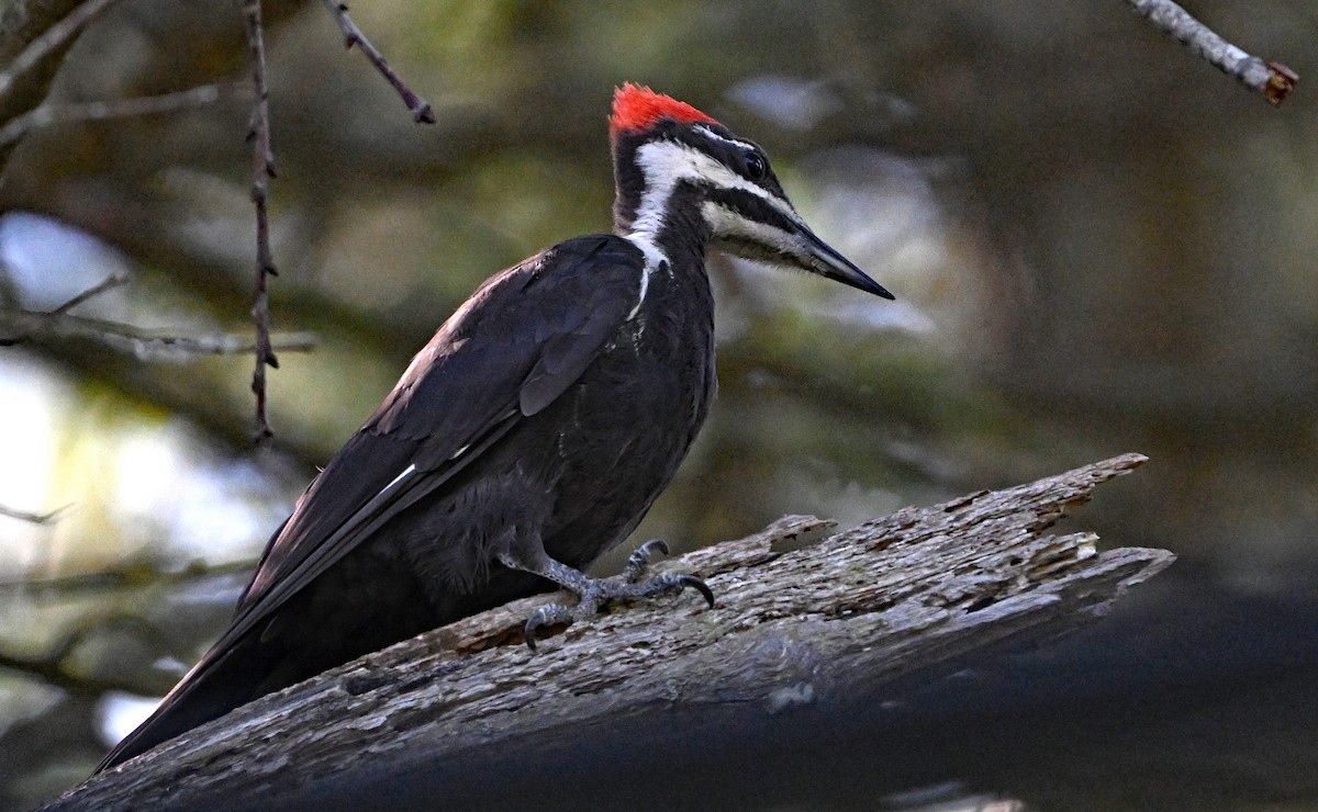 Pileated Woodpecker - ML639553657