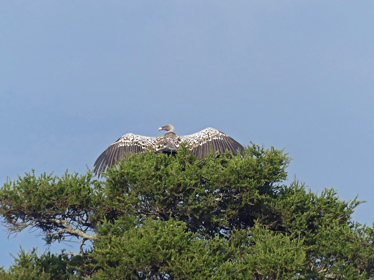 Rüppell's Griffon - ML639553658