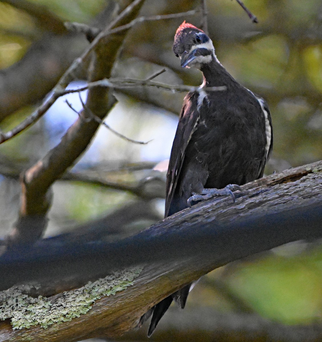 Pileated Woodpecker - ML639553661