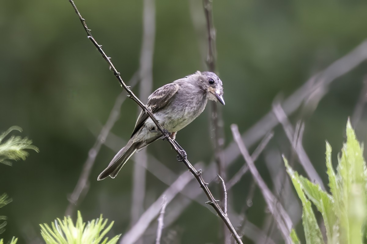 Eastern Phoebe - ML639553663