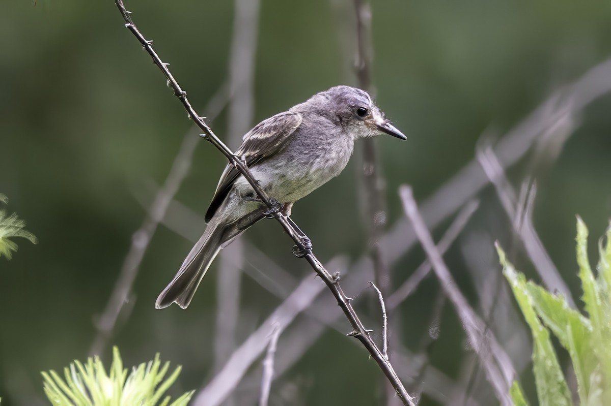 Eastern Phoebe - ML639553664