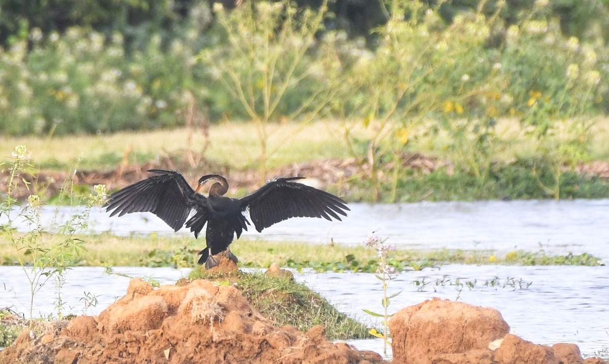 Oriental Darter - ML639553665