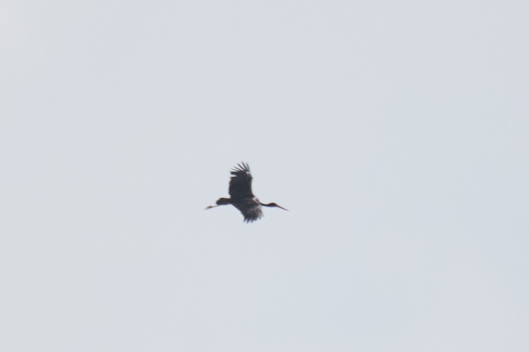 Black Stork - ML639553666