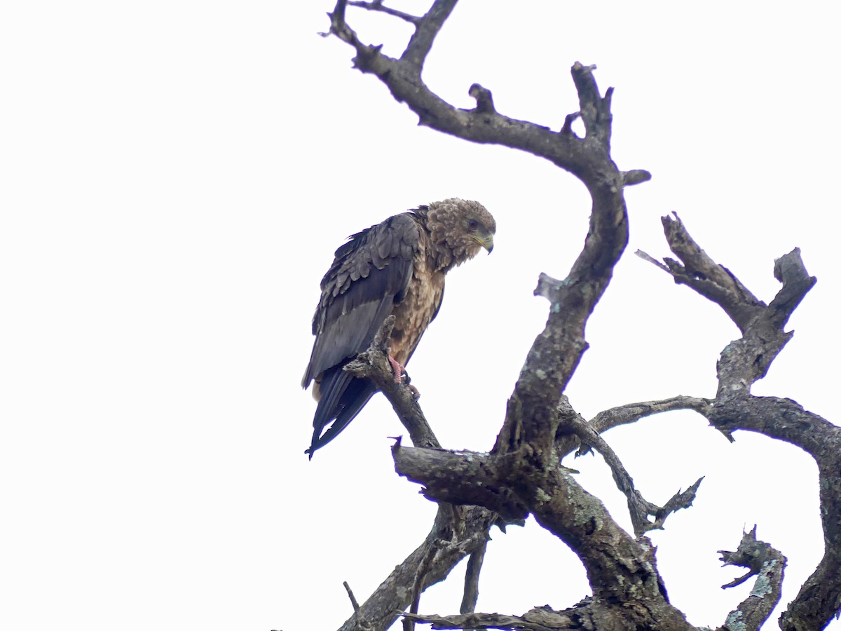 Bateleur - ML639553667