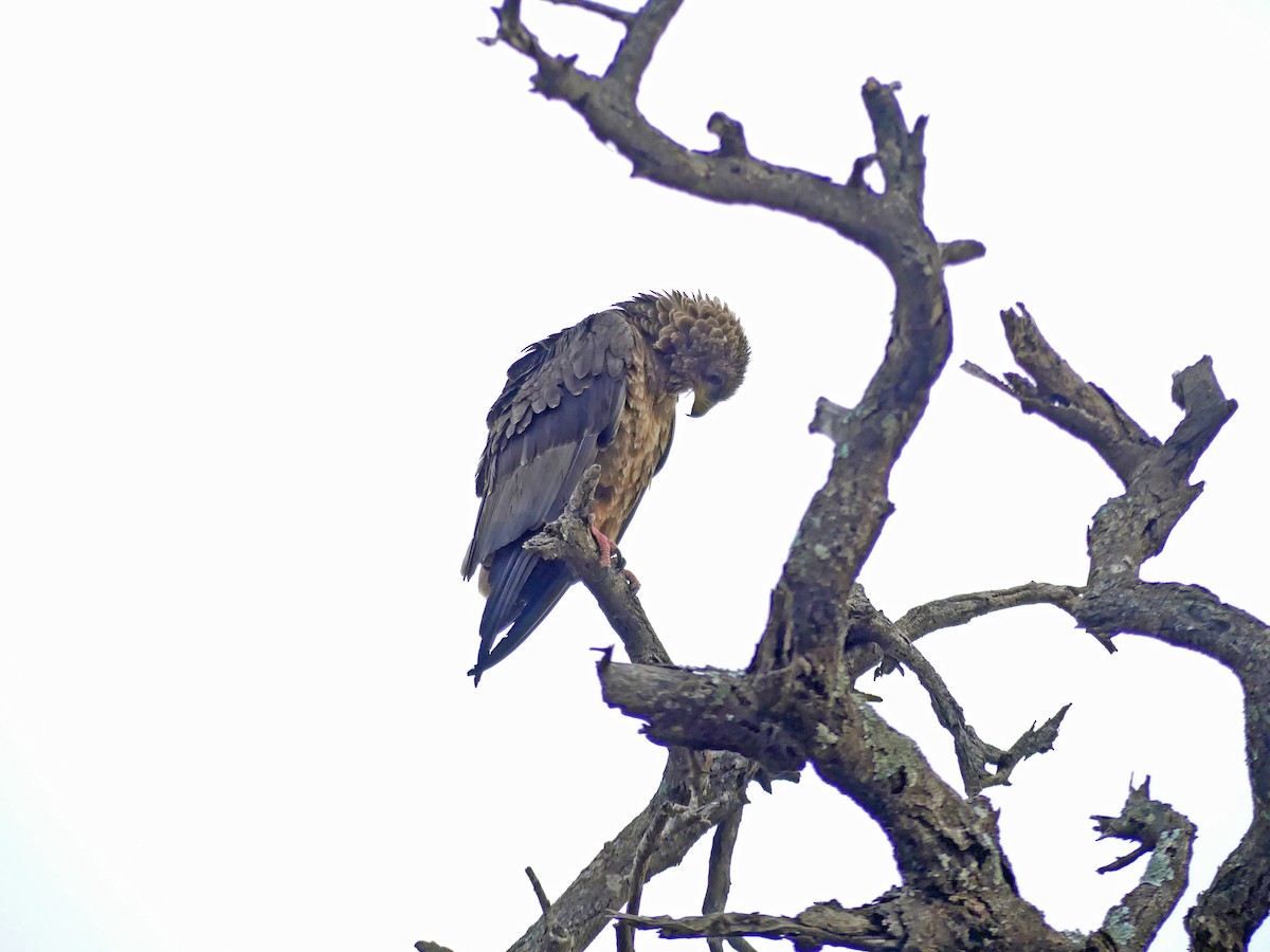Bateleur - ML639553668