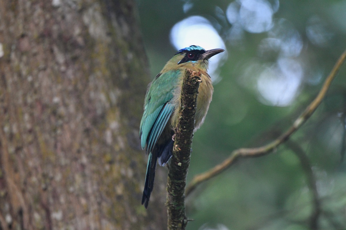 Lesson's Motmot - ML639553669