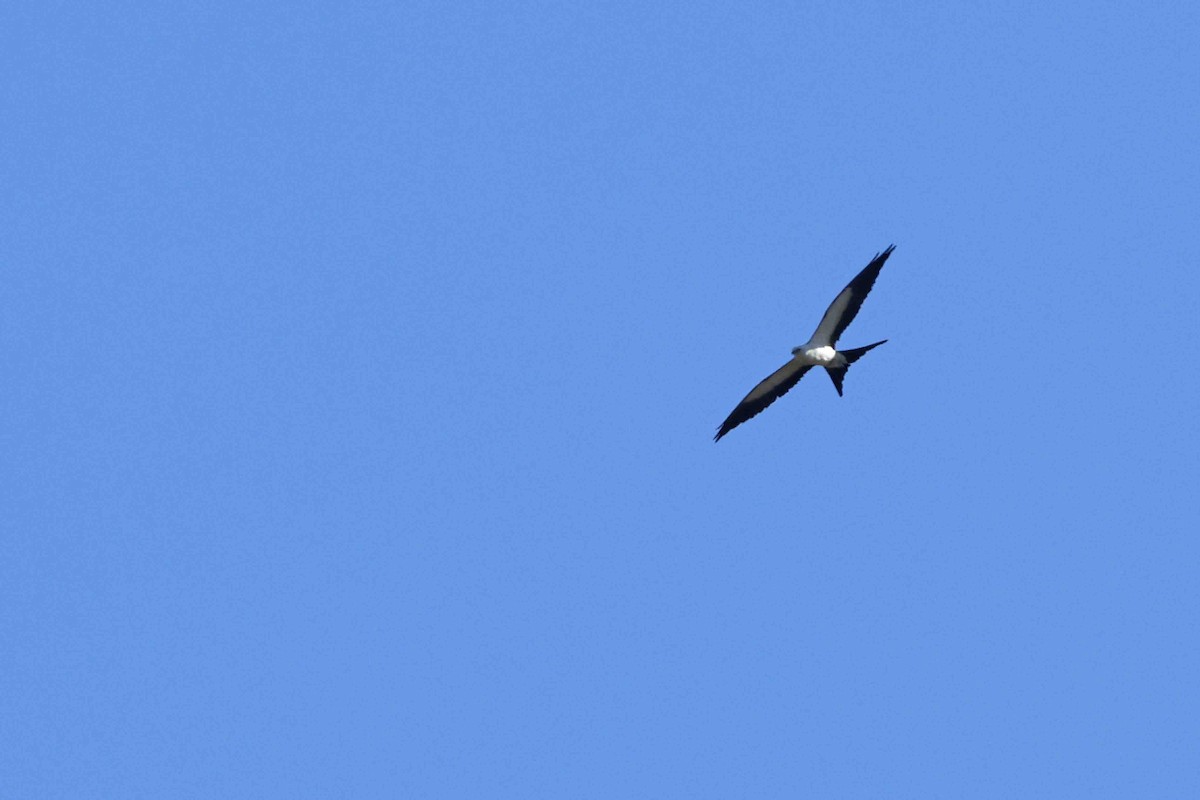 Swallow-tailed Kite - ML639553672