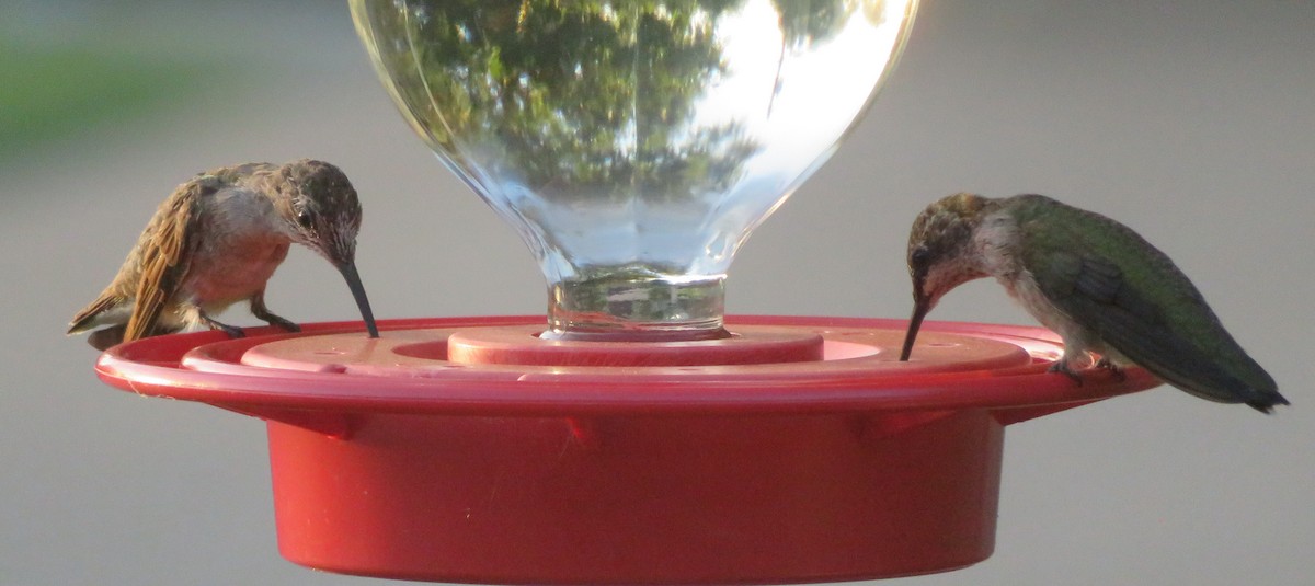 hummingbird sp. - ML639553673