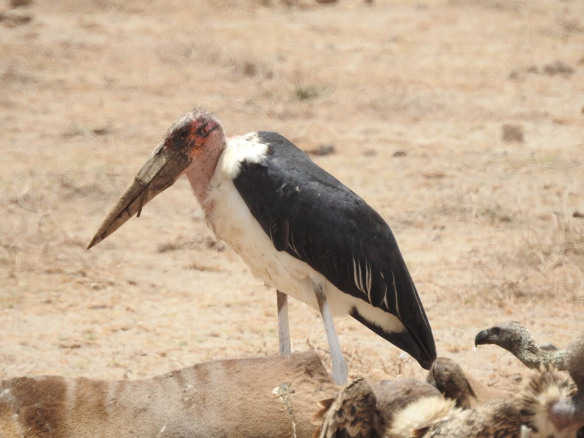 Marabou Stork - ML639553674