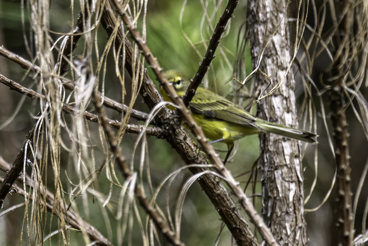 Prairie Warbler - ML639553675