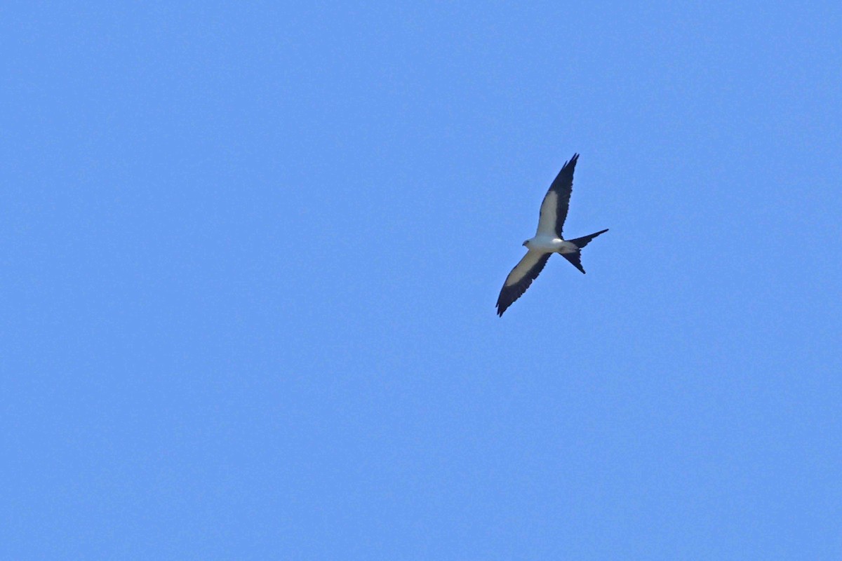 Swallow-tailed Kite - ML639553676
