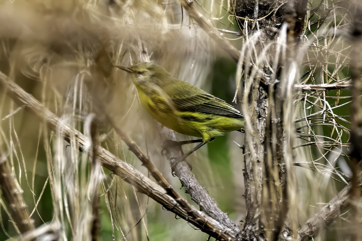 Prairie Warbler - ML639553677