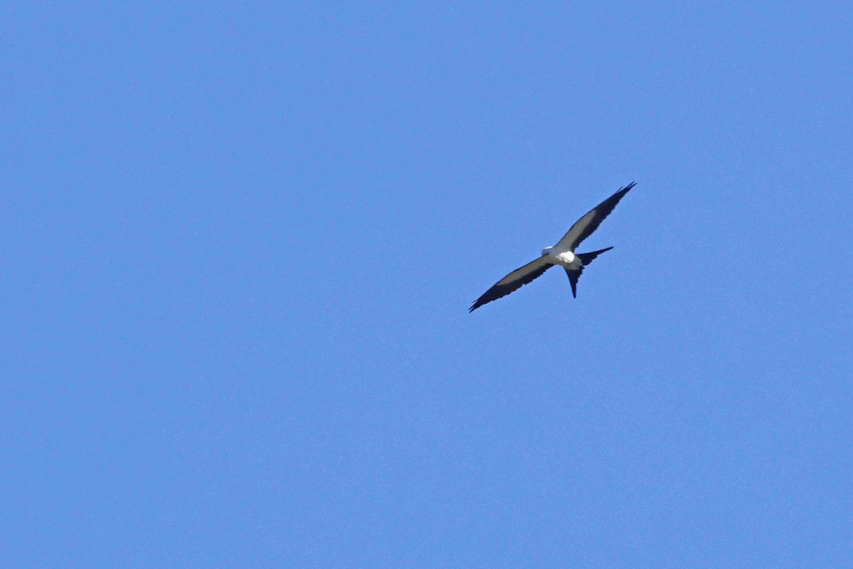 Swallow-tailed Kite - ML639553679