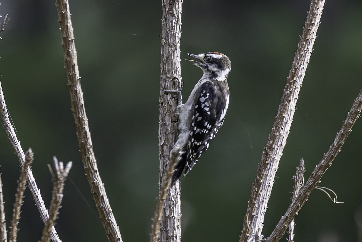 Downy Woodpecker - ML639553680