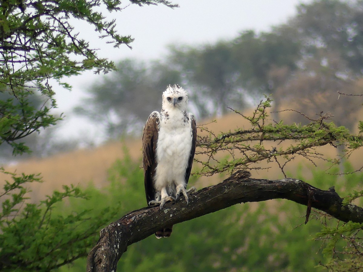 Martial Eagle - ML639553681