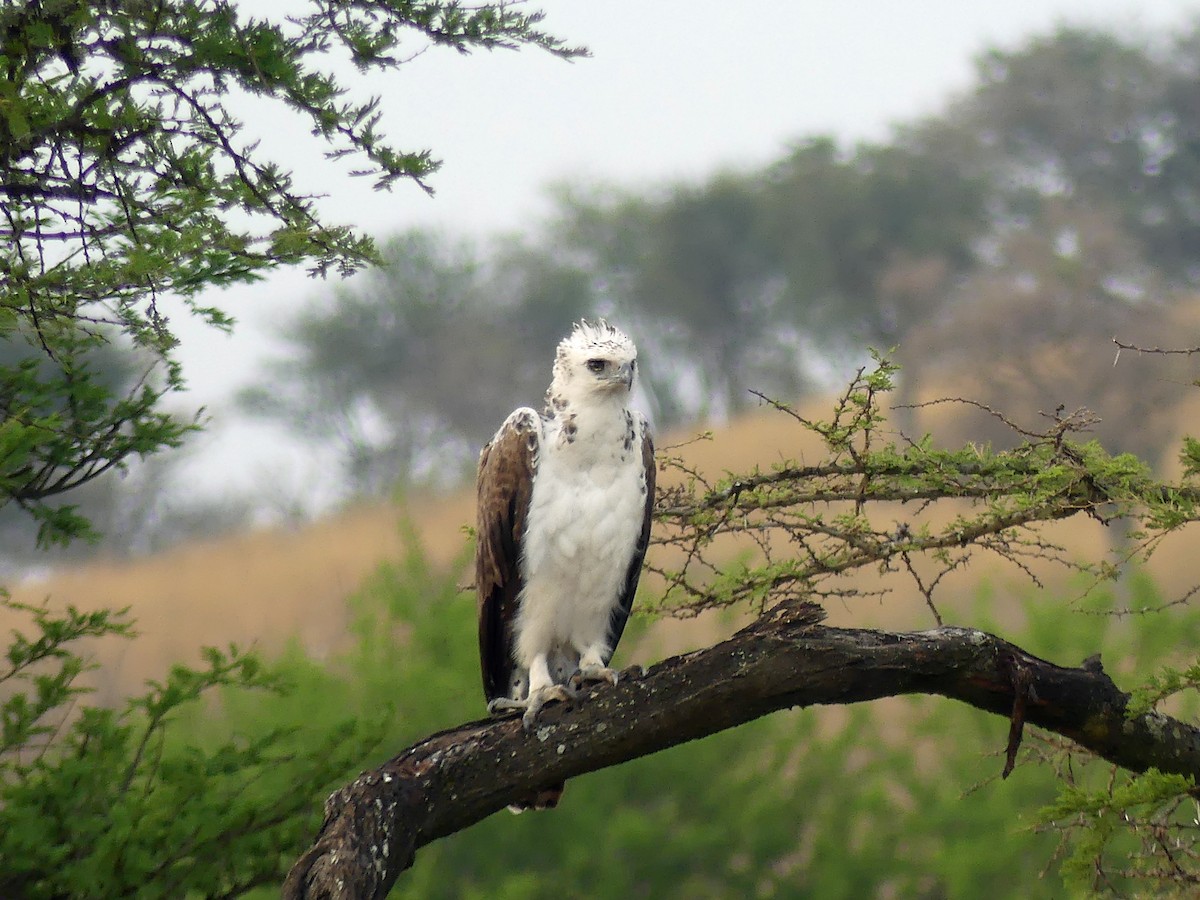 Martial Eagle - ML639553682