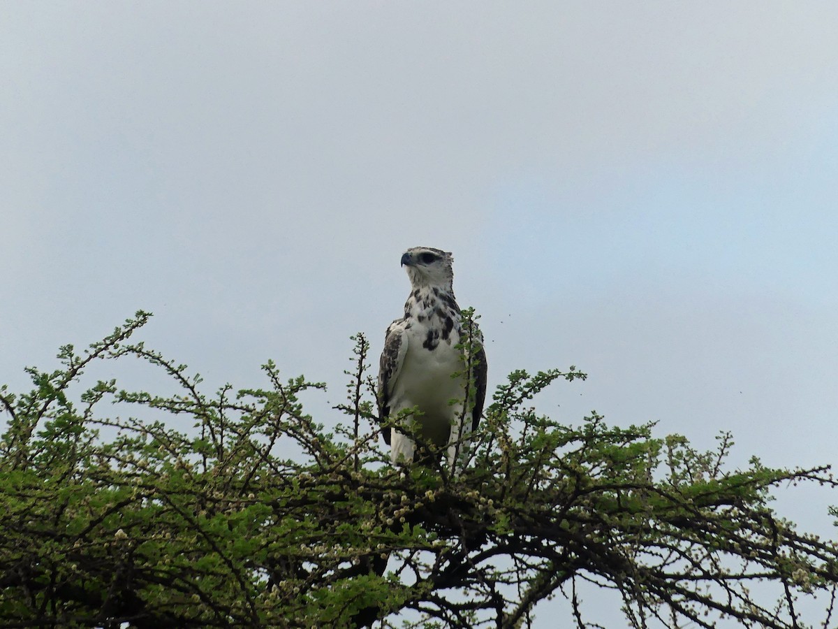 Martial Eagle - ML639553683