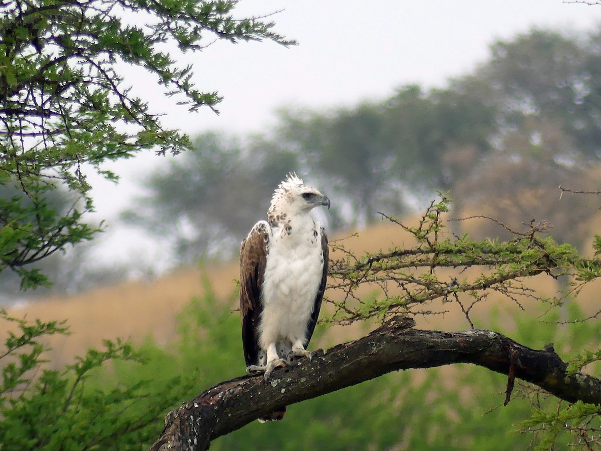 Martial Eagle - ML639553684