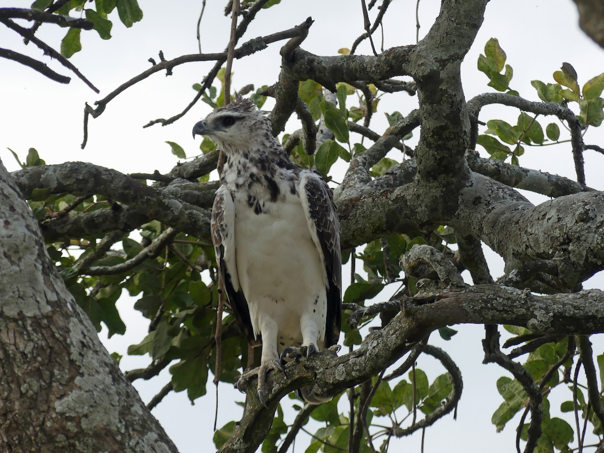 Martial Eagle - ML639553685