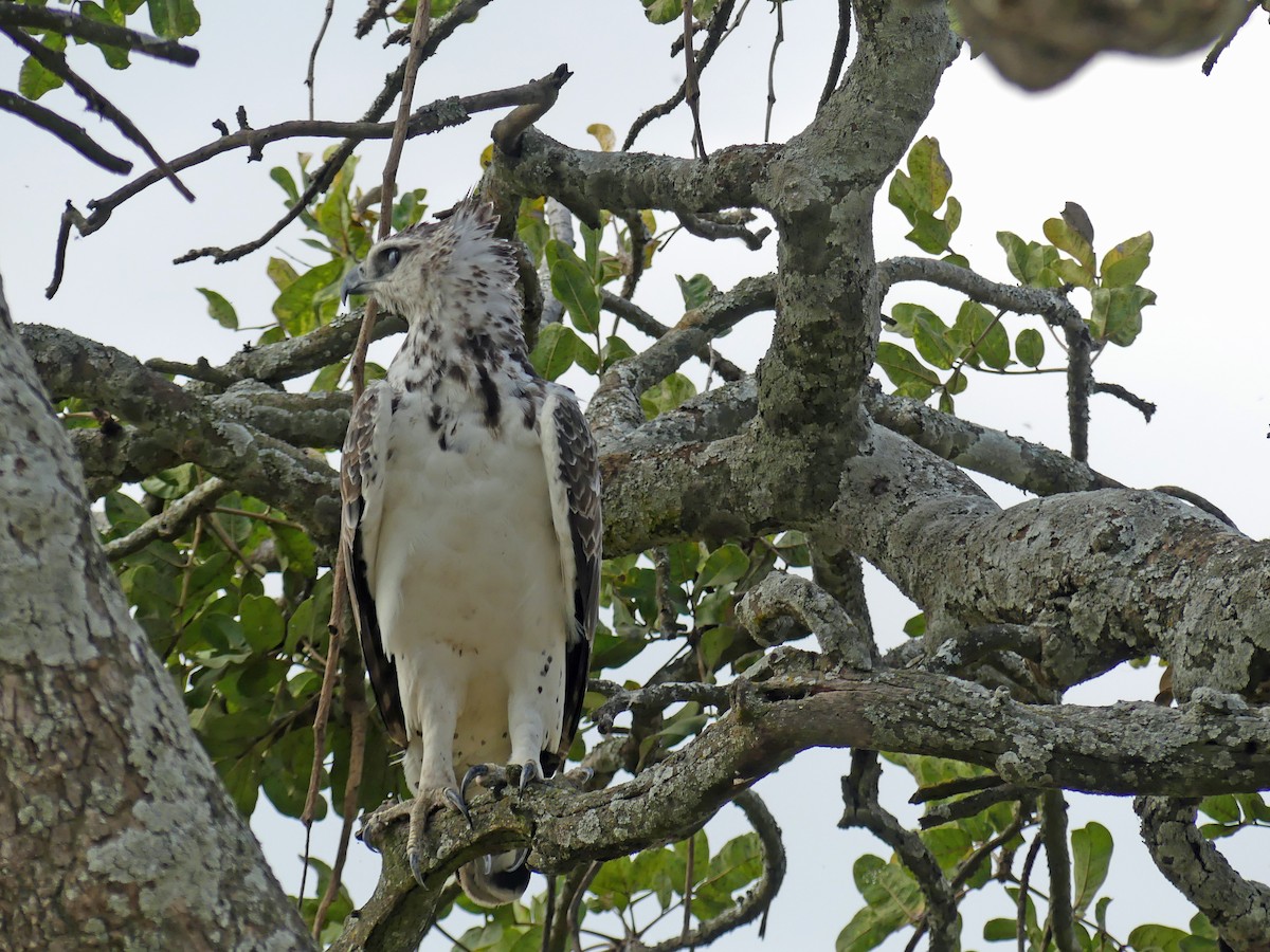 Martial Eagle - ML639553687