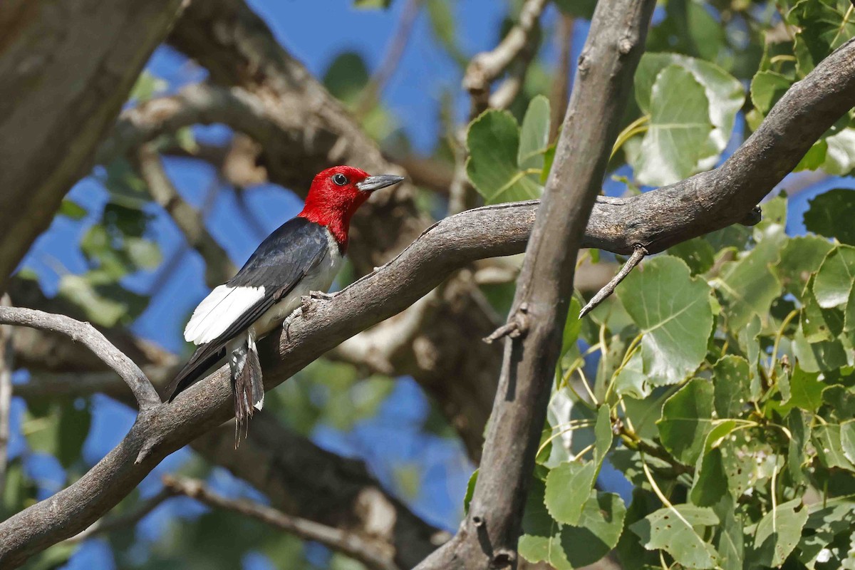 Red-headed Woodpecker - ML639553689