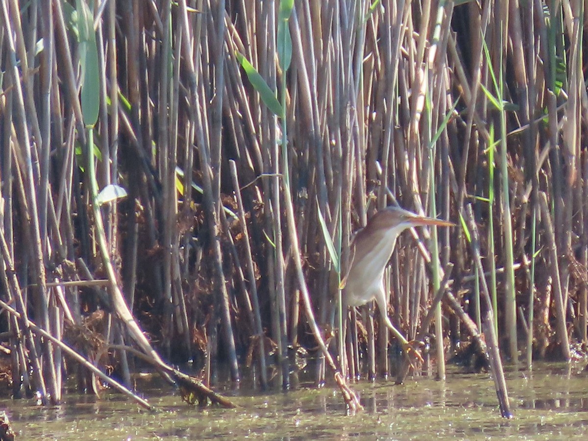 Least Bittern - ML639553690