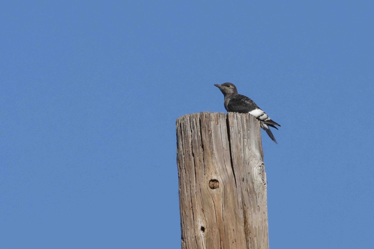 Red-headed Woodpecker - ML639553691