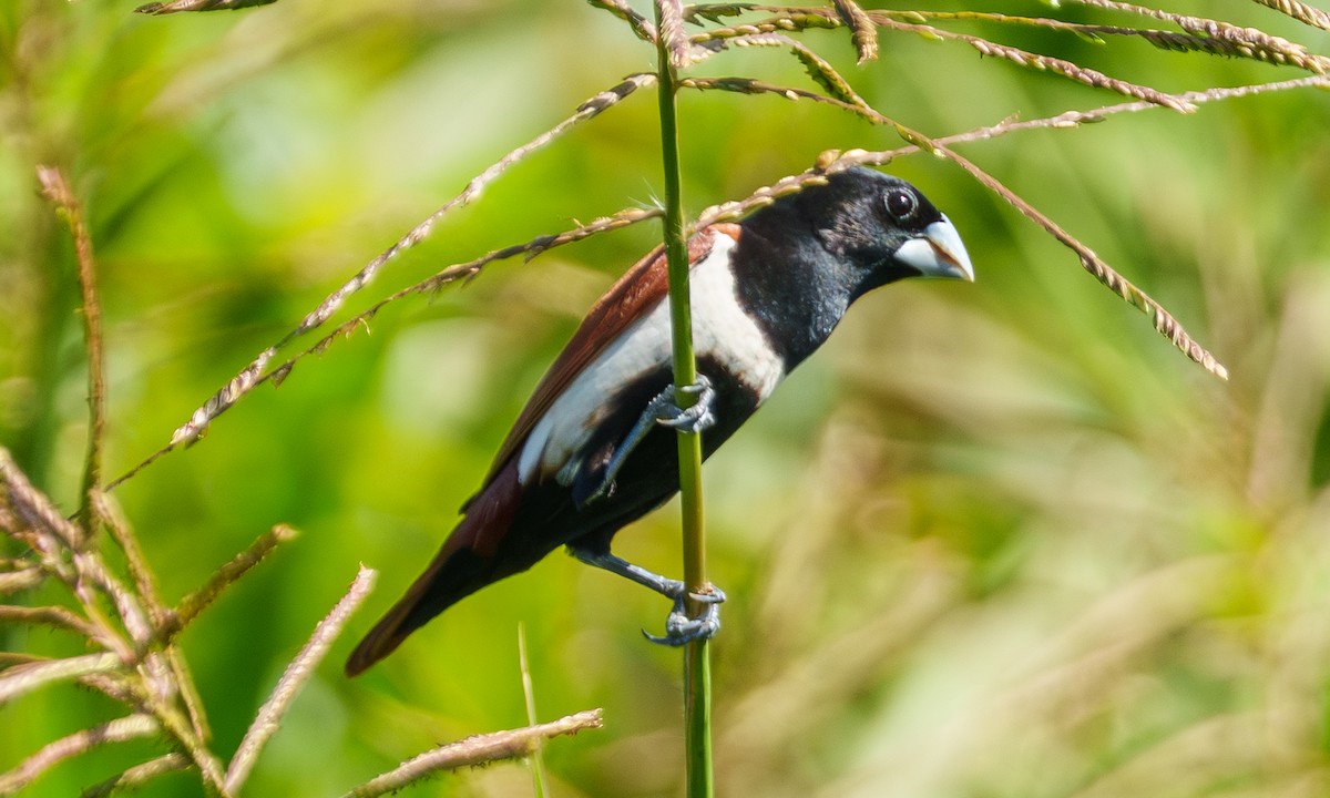 Tricolored Munia - ML639553734