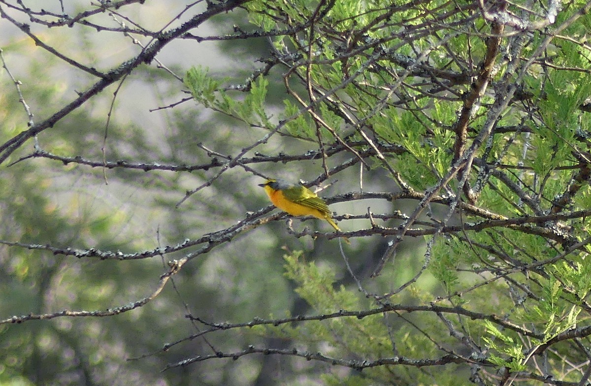 Orangebrustwürger - ML639553735