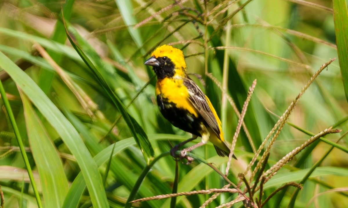 Yellow-crowned Bishop - ML639553736