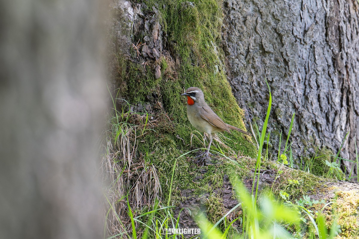 Rubinkehlchen - ML639553750